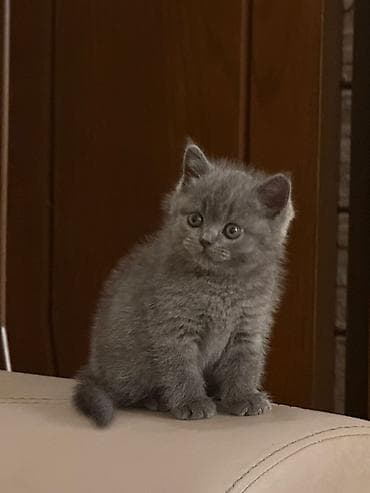 britan pisik: Şotland, Dişi, Pulsuz çatdırılma — 2