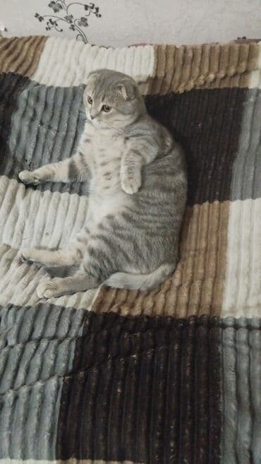 шотландские вислоухие коты: Şotland yastı qulaq — 3