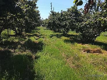 qebelede torpaq: Kənd təsərrüfatı, Kupça (Çıxarış) — 4