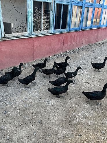 аквариум без рыб: Kayuga cinsi ördəklər satılır — 2