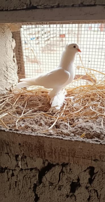 pulsuz heyvanlar verilir: Oynaq quşdu Erkekdi — 1