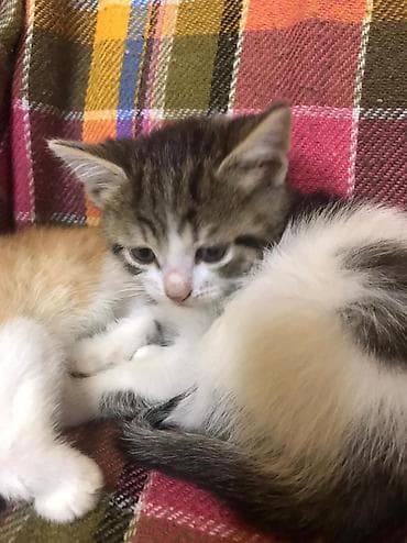 pişik pers: Şotland — 6