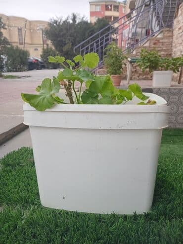 gül ləçəkləri: Saksıda dekorativ bitkilər paketi - Saksı 1: Geniş ağ kvadrat qabda — 2