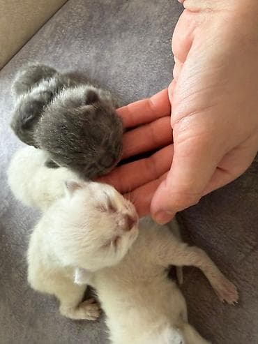 Digər heyvanlar: Təmiz qan Scottish Fold və Blue point Şinşila balalar, 7 mart — 9