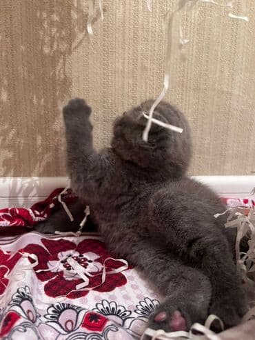 it pişik: Şotland yastı qulaq — 16