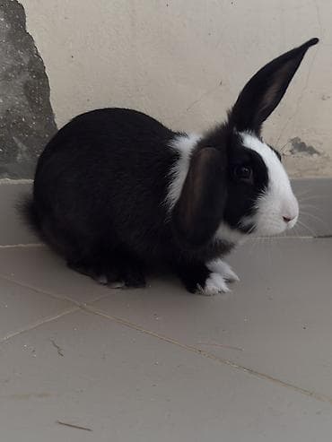 Грызуны: 🐰 Təcili Sahibləndirilir 3–4 aylıq, dişi dovşandır. Ev şəraitində — 4