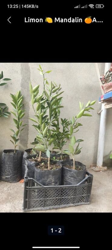 Çöl bitkiləri: Məhsul: Sitrus ağacı şitilləri - Növ: qabda yetişdirilən sitrus — 5