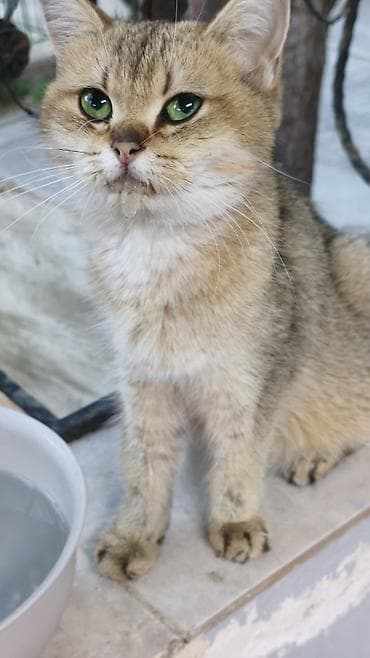 Qızıl şinşilla, Dişi, Yaxşı əllərə, Ödənişli çatdırılma