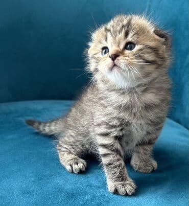 Птицы: Шотландская, Самец — 1