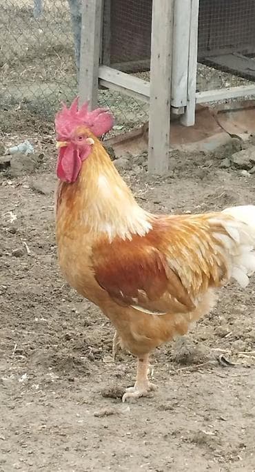 lohman braun toyuqlari: Ataks ve Lohman broun Toyuqların mayalı yumurtaları olur verdim — 2