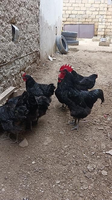 Toyuq, Australorp, Damazlıq, Ünvandan götürmə