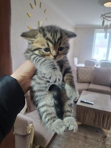 bala pişik pulsuz: Şotland — 3