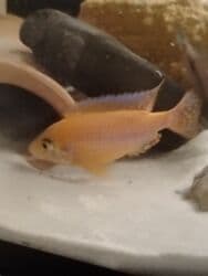 İtlər: Cixlid balığı, Yırtıcı — 1