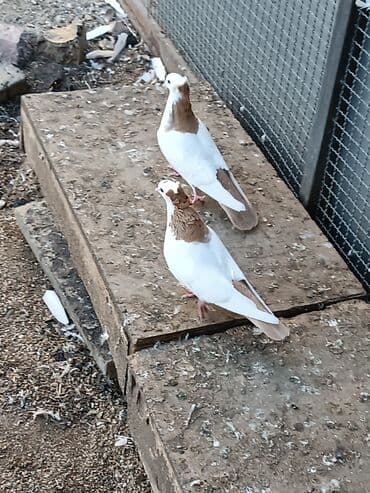 Gəmiricilər: Cütdülır . ideal quşlardır. heç bir qüsurları yoxdur . cüt satılır — 1