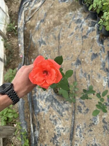 şaxtagülü qiyməti: Qızıl güllər satılır✅ İstənilən qədər var✅ Rəng çeşitləridə var✅ — 8
