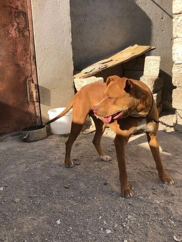 İtlər: Sahibləndirilir! Balaca həyətə keçdiyimə görə verirəm arada bir gəlib — 1