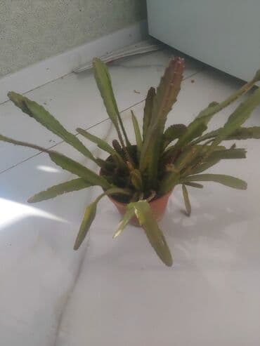 dibcek gulleri ve adları: Kaktus orxideya Şitilləri 5 azn. Adi kaktus 2 azn — 3