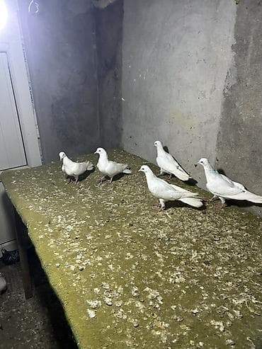 ag at sekilleri: Ağ rəngli göyərçinlər – bir qrupu birlikdə. Xüsusiyyətlər: - Tam ağ — 6