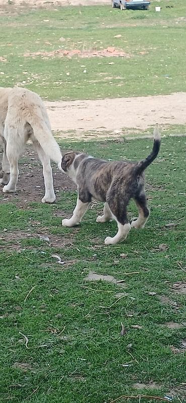 azerbaycan it adlari: Qurdbasar, 3 ay, Dişi, Peyvəndli, Ödənişli çatdırılma — 2