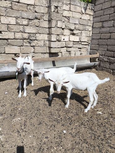 Yemlər: Dişi, il: 2, Südlük — 5