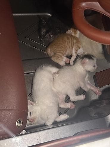 pisik ag: Sahiblenirler 5baladir ama Yaxsi baxa bilen pisiy incitmiyen yemey — 2