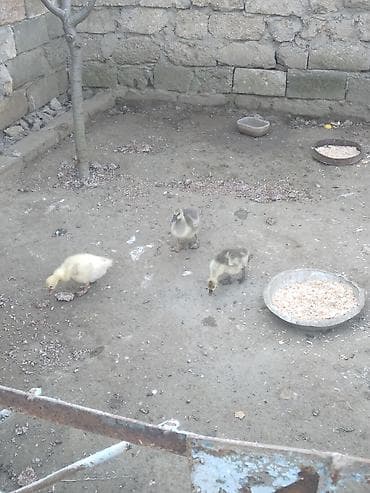 bala it: Məhsul: qaz balaları qiymet 3ne aiddi Təsvir: - Şəkillərdə 3 ədəd qaz — 2