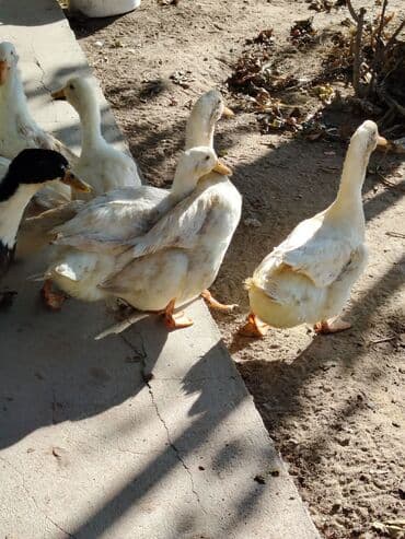 ördək neçə günə bala çıxarır: Sadəcə ağlar ördəkkər satılır 6 aylıqdır — 10