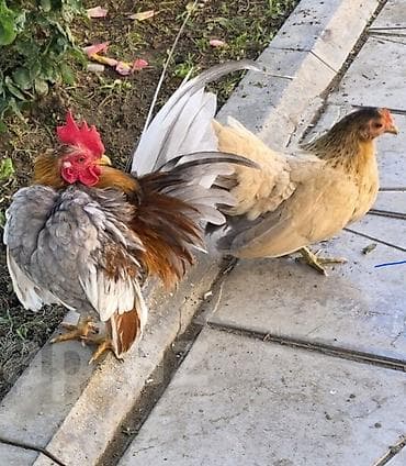 Toyuq, Damazlıq lalafo.az -da Toyuq, Damazlıq