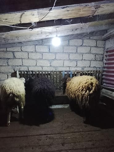 qoyunu: 3bas erkək toglular satılır öz qapı heyvanlarimdi arpa yemiş — 2