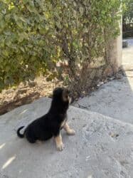 azerbaycan it adlari erkek: 2 ay, Peyvəndli — 5