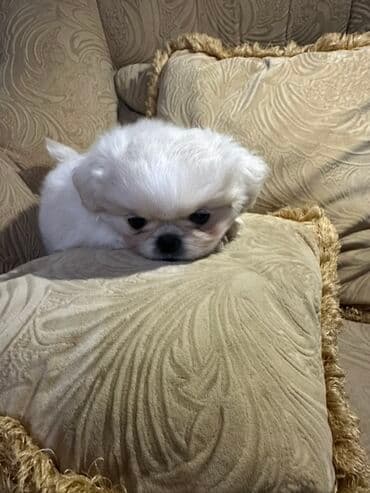 Gəmiricilər: Pekines — 4