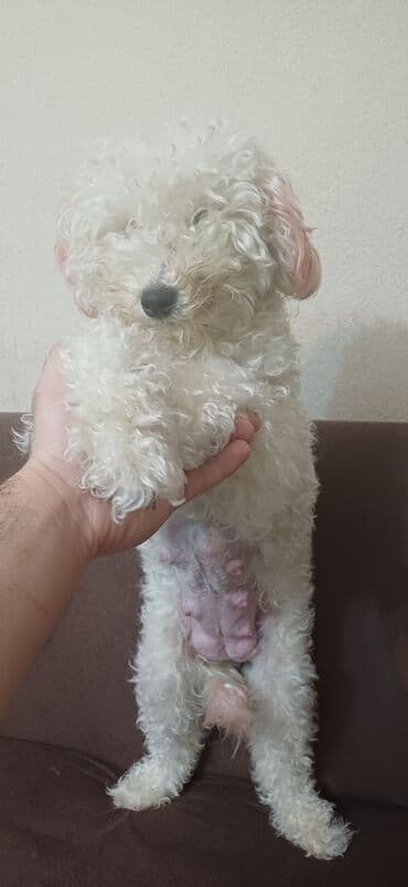 где купить собаку в баку: Пудель, Самка, С прививками, Платная доставка — 10