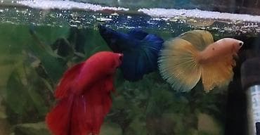 Бетта (Рыба петушок), Мирные — 2