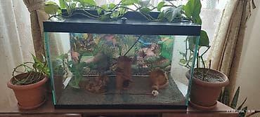sani kecileri satisi: Akvaryum dəsti - Şüşə akvaryum, üst qara çərçivəli qapaqla. - Arxa — 1
