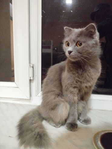 купить британская шиншилла: Шотладская вислоухая — 3