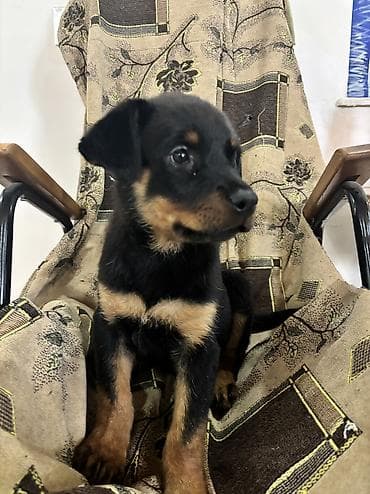 ucuz ev itləri: Rotveyler, 2 ay, Dişi — 10