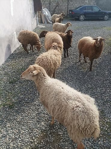 arpa satisi: Dişi, il: 1, 80 kq, Ətlik, Ödənişli çatdırılma — 2