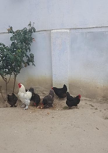 ev heyvanlarl: Toyuq, Brama, Yumurtalıq — 2