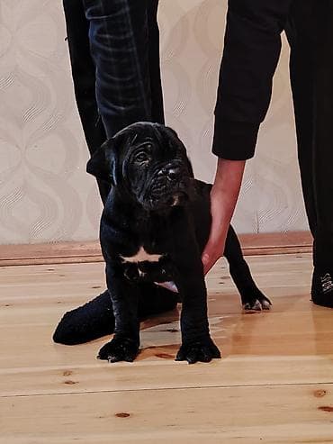 doberman itləri: Kane-Korso, 1 ay, Sənədli, Ünvandan götürmə, Pulsuz çatdırılma, Rayonlara çatdırılma — 5