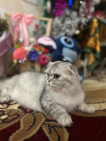 pişik sortları: Şotland yastı qulaq — 2