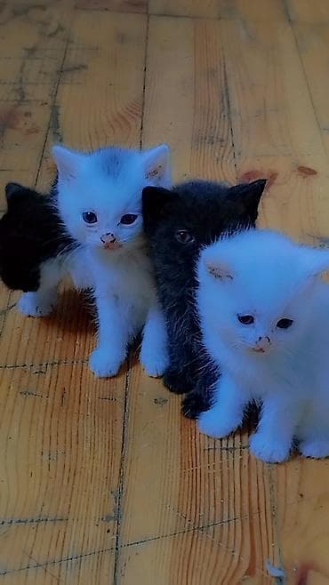 Balaca pişik balaları – müxtəlif rənglərdə - Rənglər: ağ, qara və