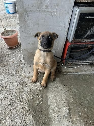 Belgian Malinois balası - Cins: Belgian Malinois (Malinua) balası -