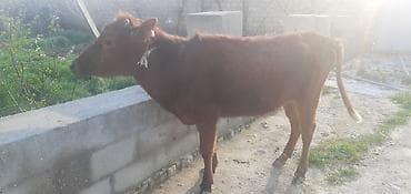 qax heyvan bazarı: Qızıl Dişi Dana Tam Damazligdi Qiymeti 1600 manat — 2