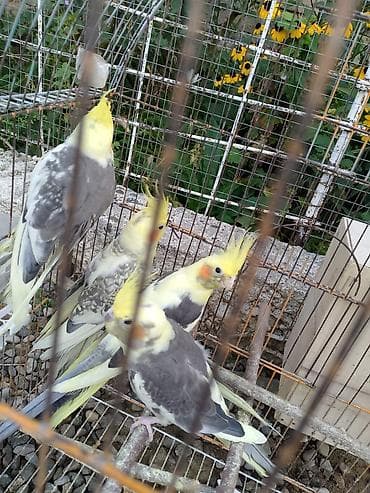 Salam, korella tutuquşu npvü satılır qəfəs ilə birlik yemidə üzərində lalafo.az -da Salam, korella tutuquşu npvü satılır qəfəs ilə birlik yemidə üzərində