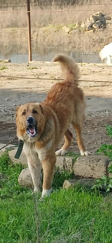 sivas kangal kanqal iti: Qurdbasar, 2 il, Erkek, Peyvəndli — 8