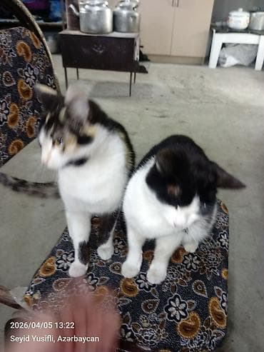 pisik adlari rusca: Yaxşı əllərə — 5