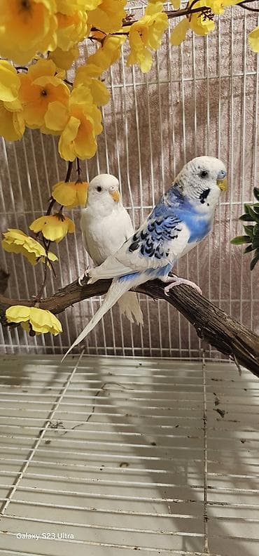 fiser papuqay: Cüt papuqay satılır erkek dişi qəşəng rəngləri var cütü 30 m endirim — 4