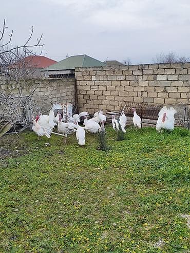 Kanada sortu mayalı Hinduşka yumurtası satılır Qiymət 2.5 ünvan