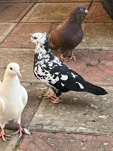 Digər heyvanlar: Biz kekil cil maya olmalidi 2 3 gun olar tutulub yarim qanadi — 4