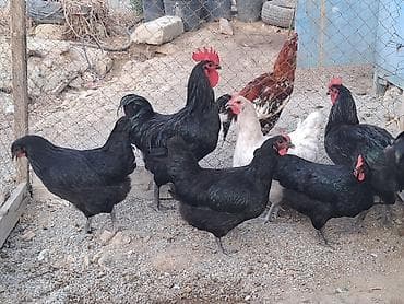 cex qus: Toyuq, Australorp, Yumurtalıq — 1